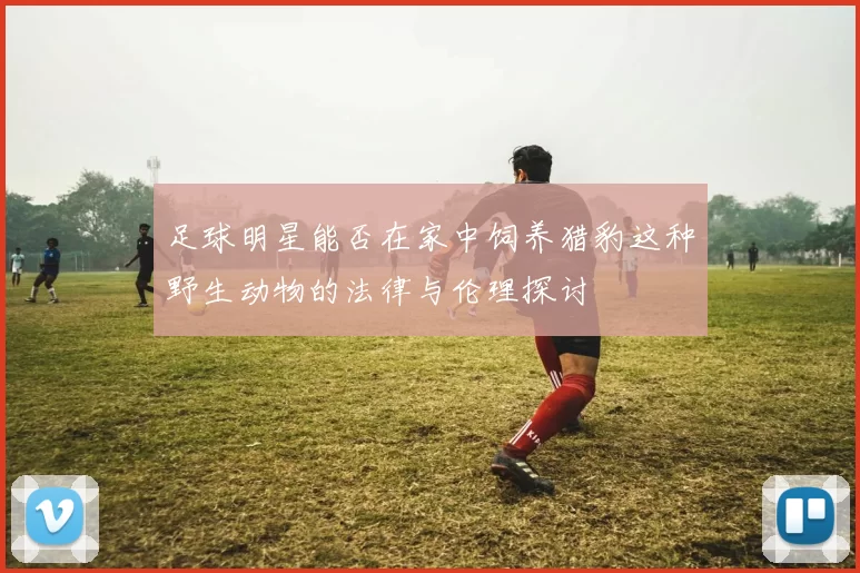 足球明星能否在家中饲养猎豹这种野生动物的法律与伦理探讨
